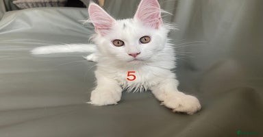 Maine Coon cats - Advert 11