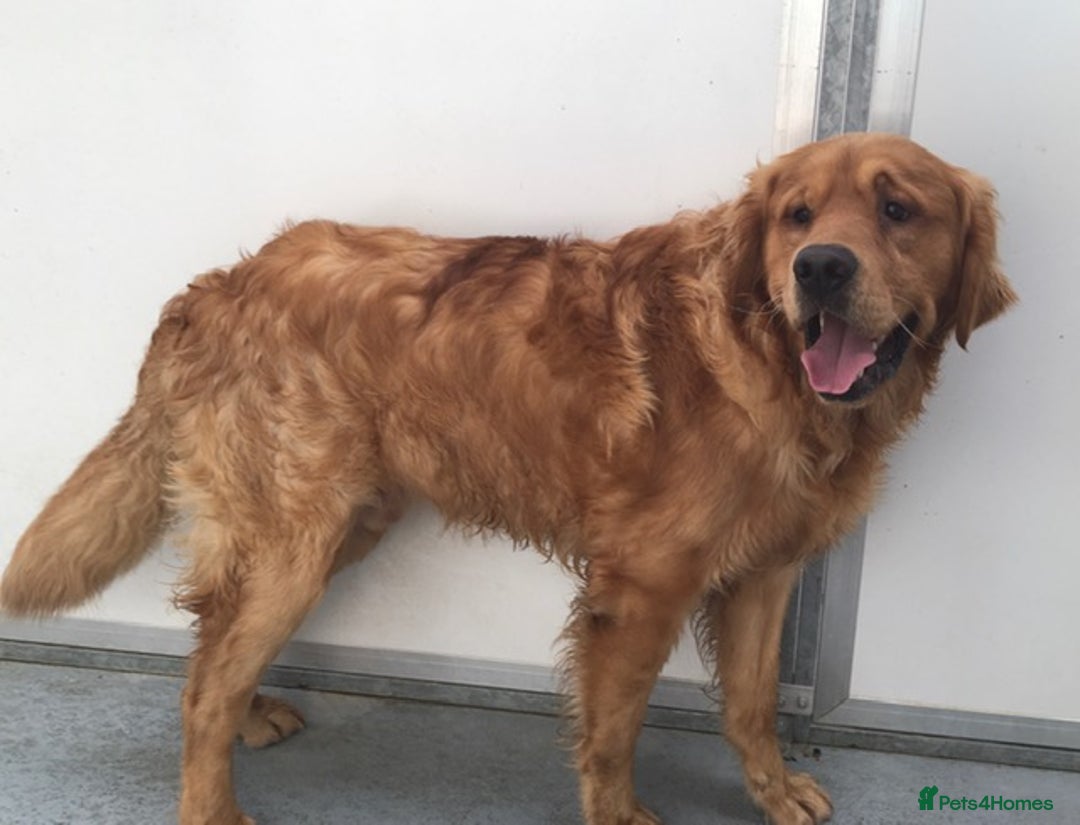 Golden Retriever dogs for stud: Golden Retriever at stud in Sandwich - Image 1