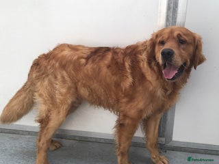 Golden Retriever dogs in Sandwich - Advert 1