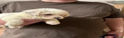 Bichon Frise dogs for sale: Adorable Bichions Frise - Advert 3