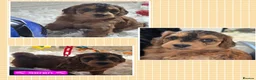 Cockapoo dogs for sale: Health Tested F1b Cockapoo Puppies - Advert 10