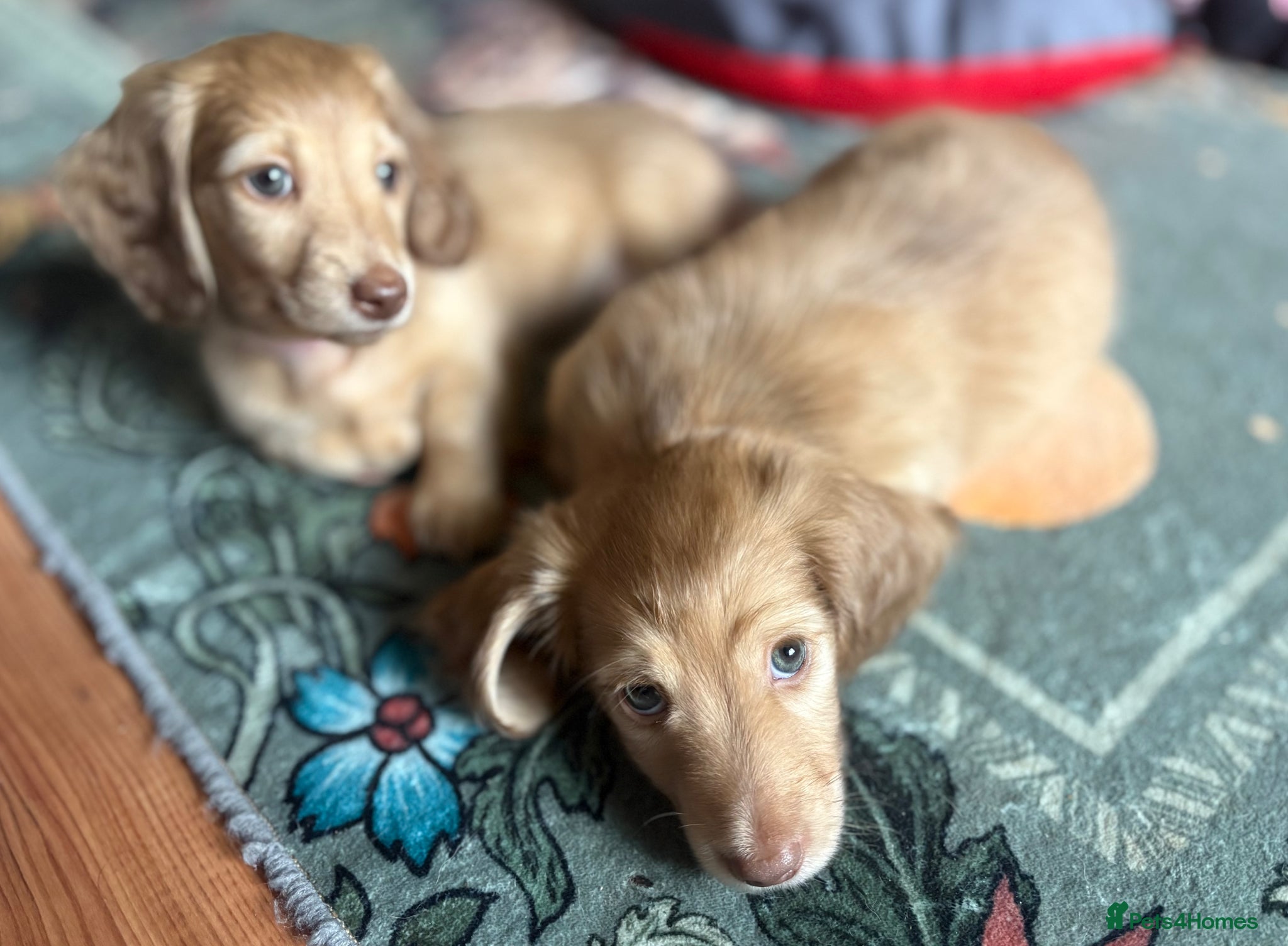 Miniature Dachshund dogs Champion Line KC Mini Longhair Dachshund Pups - Advert 2