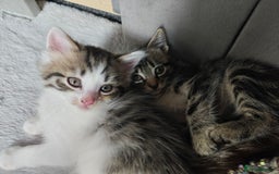 Mixed Breed cats for sale: 2 Gorgeous boys left - Image 3