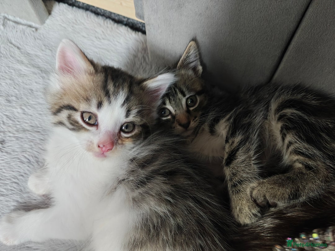 Mixed Breed cats for sale: 2 Gorgeous boys left - Image 3