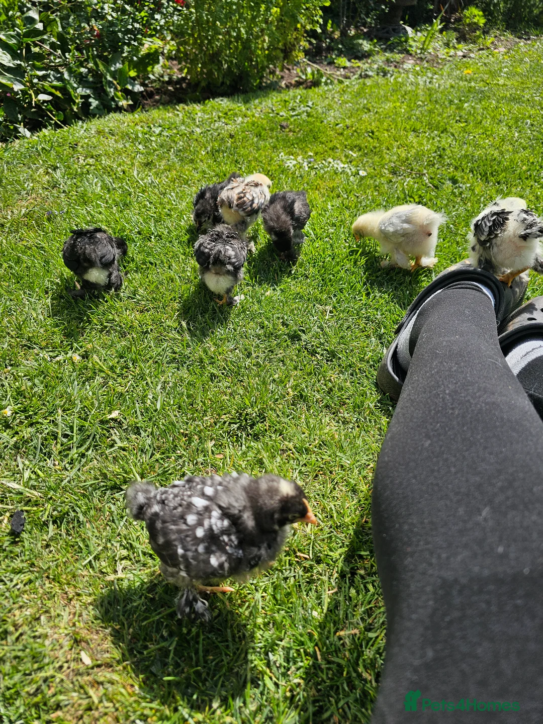 Chickens poultry for sale: Mixed Pekin Bantam Chicks - Advert 2