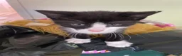 Mixed Breed cats for sale: Beautiful Kittens for Sale - Advert 31