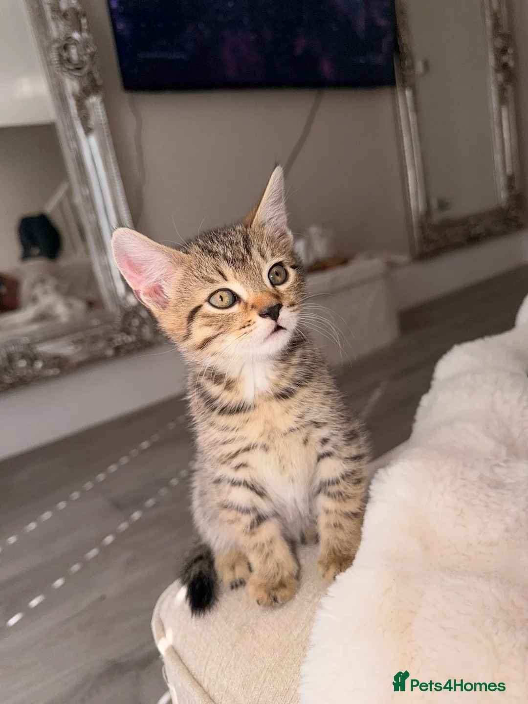 British Shorthair cats for sale: Kittens - Advert 9