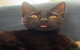 Domestic Shorthair cats for adoption: Jason & Pammy, 6 month old female & 8 yr old male - Image 6