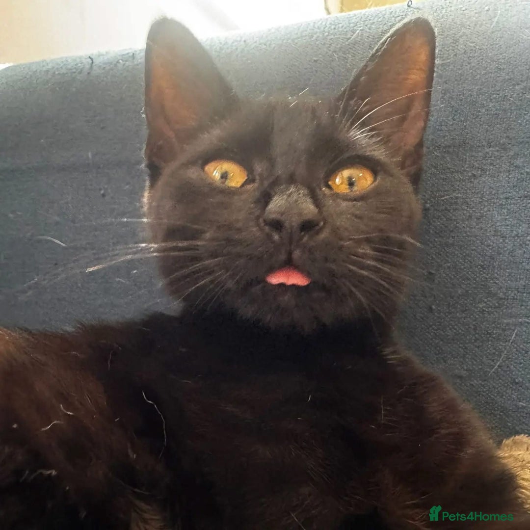 Domestic Shorthair cats for adoption: Jason & Pammy, 6 month old female & 8 yr old male - Image 6