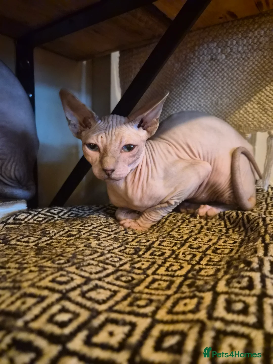 Sphynx cats for sale: Sphynx kitten girl  - Advert 3
