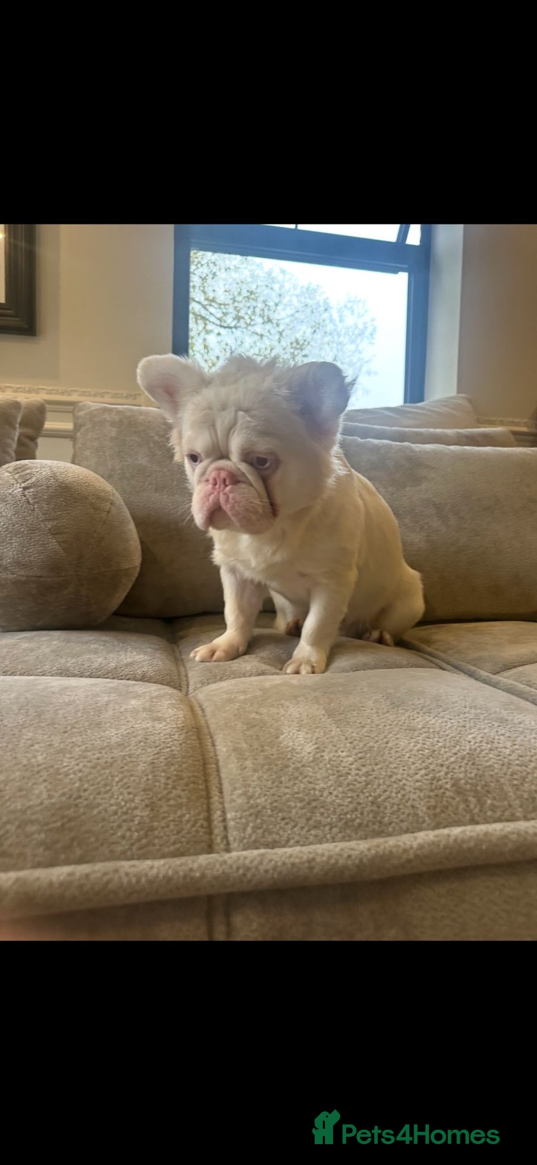 French Bulldog dogs for sale: Chez- Fluffy Frenchie Bulldog  - Advert 6