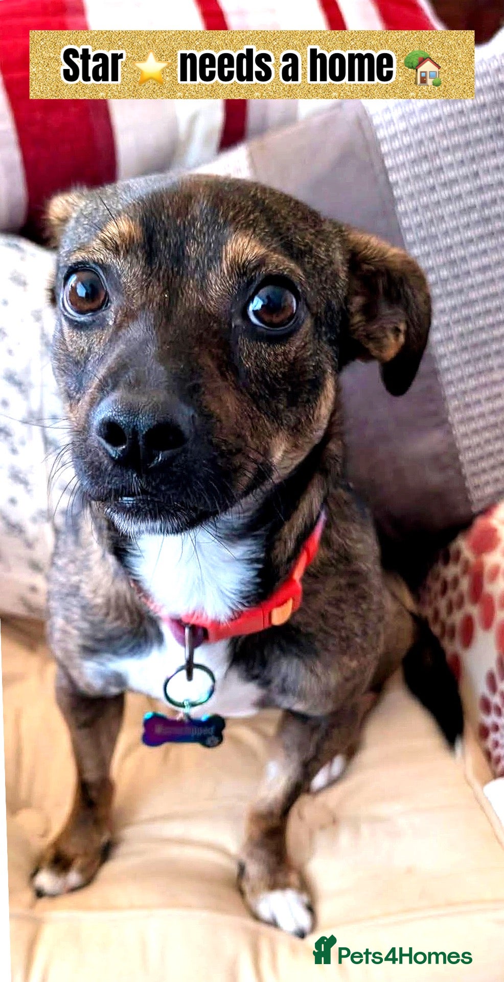 Mixed Breed dogs for adoption: Star 18 month old - under 10kg mixed breed  - Advert 2