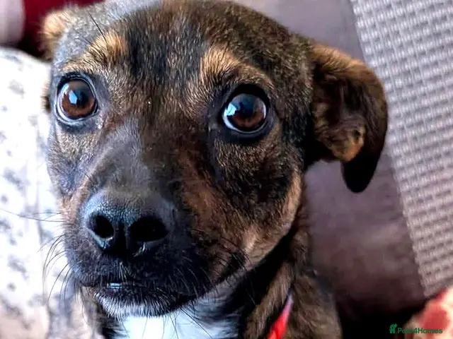 Mixed Breed dogs for adoption: Star 18 month old - under 10kg mixed breed - Advert 2