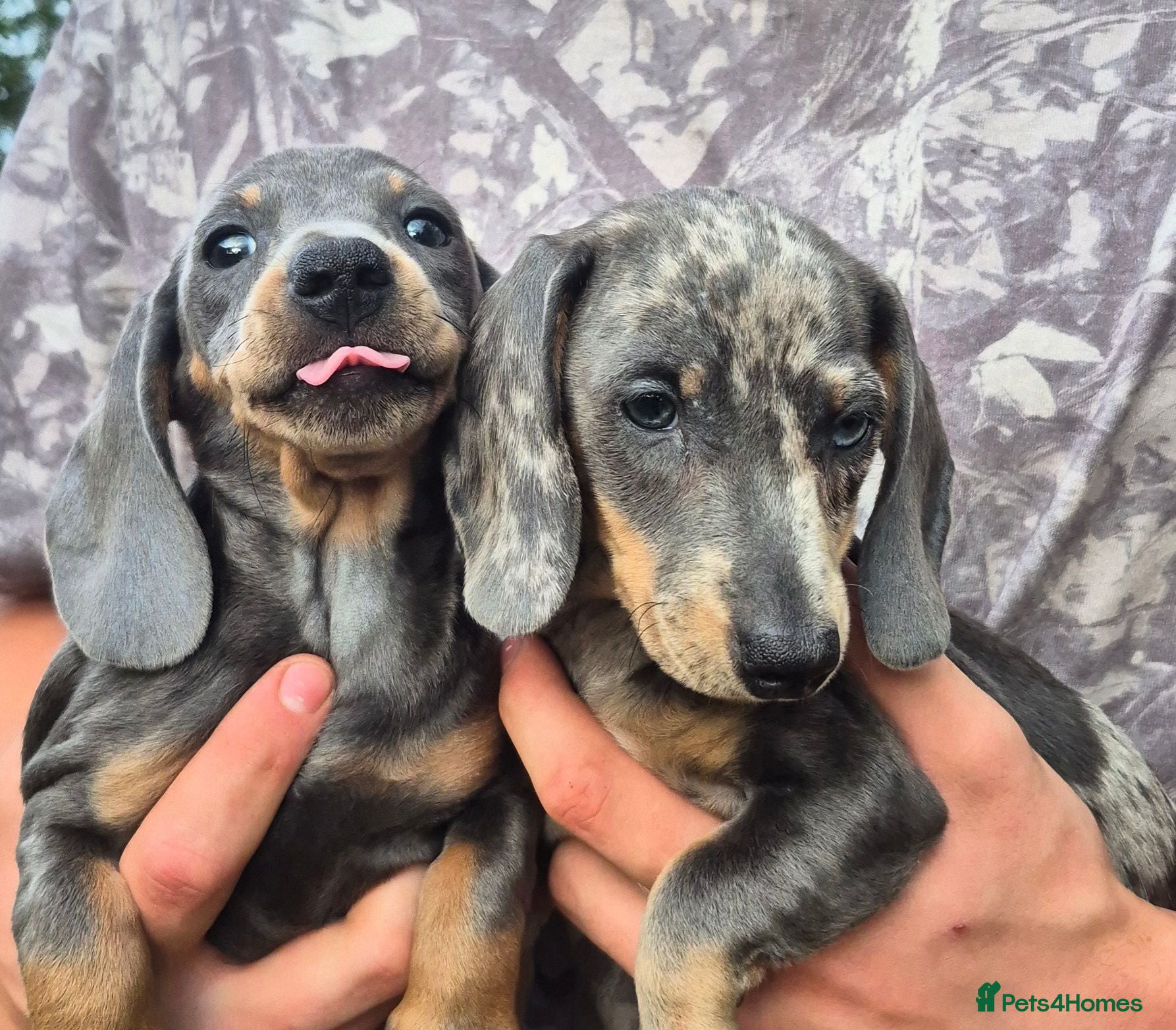 Dachshund dogs Dachund puppies - Advert 10