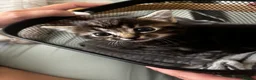 Mixed Breed cats for sale: 3 beautiful kittens - Advert 3