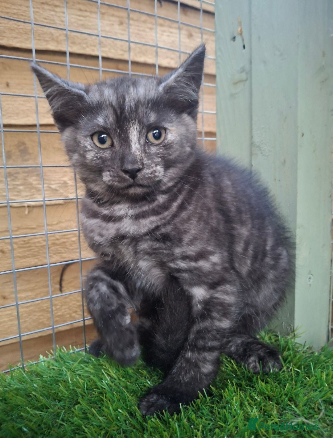 Mixed Breed cats Gorgeous Kittens looking for homes - Advert 1