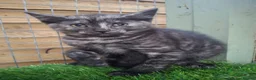 Mixed Breed cats for sale: Gorgeous Kittens looking for homes - Advert 1