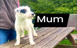 Parson Russell dogs for sale: Parson terrier pups  - Image 2