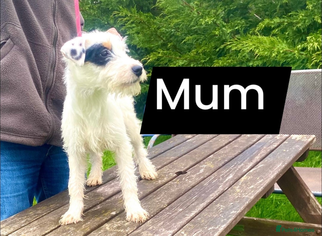 Parson Russell dogs for sale: Parson terrier pups  - Image 2