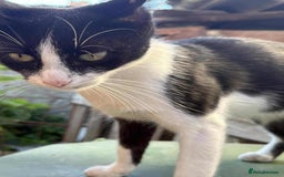 Mixed Breed cats for adoption: ☕ Moca ☕ is looking for her family!  - Image 14