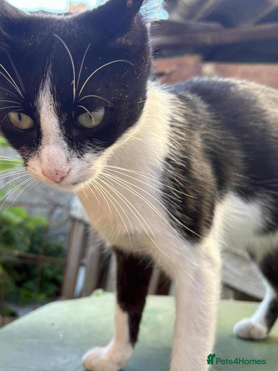 Mixed Breed cats for adoption: ☕ Moca ☕ is looking for her family!  - Image 14