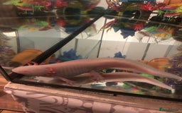 Axolotl reptiles for sale: Male Axolotl - Image 4