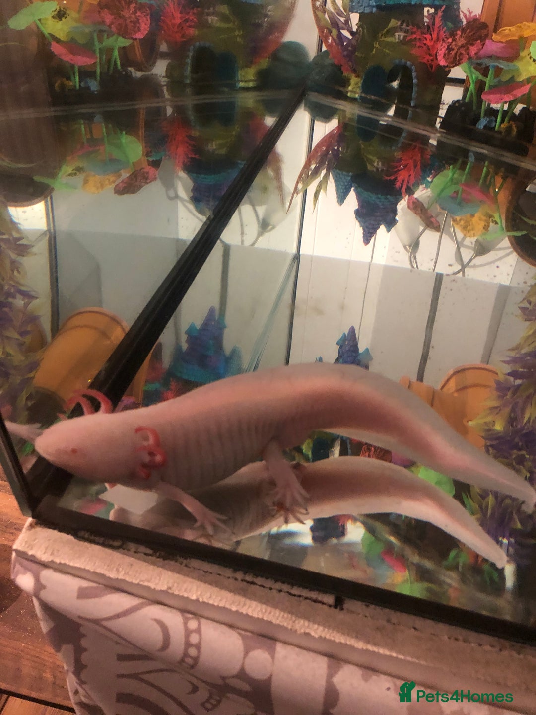 Axolotl reptiles for sale: Male Axolotl - Image 4