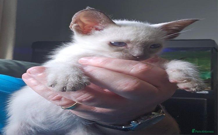 Siamese cats - Advert 1