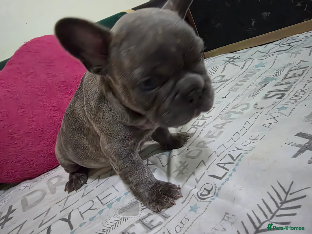 French Bulldog dogs for sale: Beautiful Blue French bulldog  - Advert 24