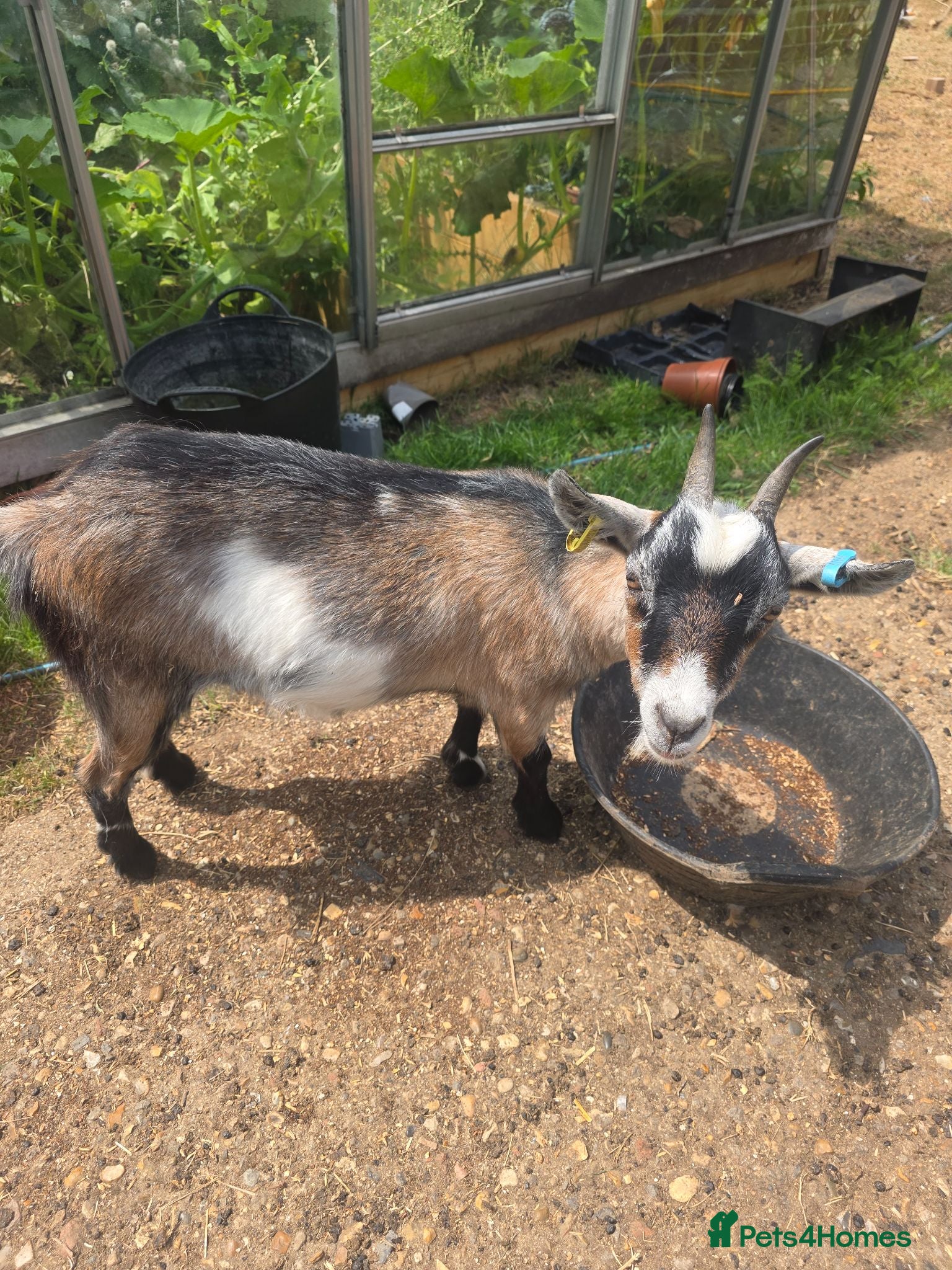 Goats livestock 2x pygmy goats - Advert 15
