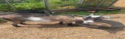 Goats livestock for sale: 2x pygmy goats - Advert 1
