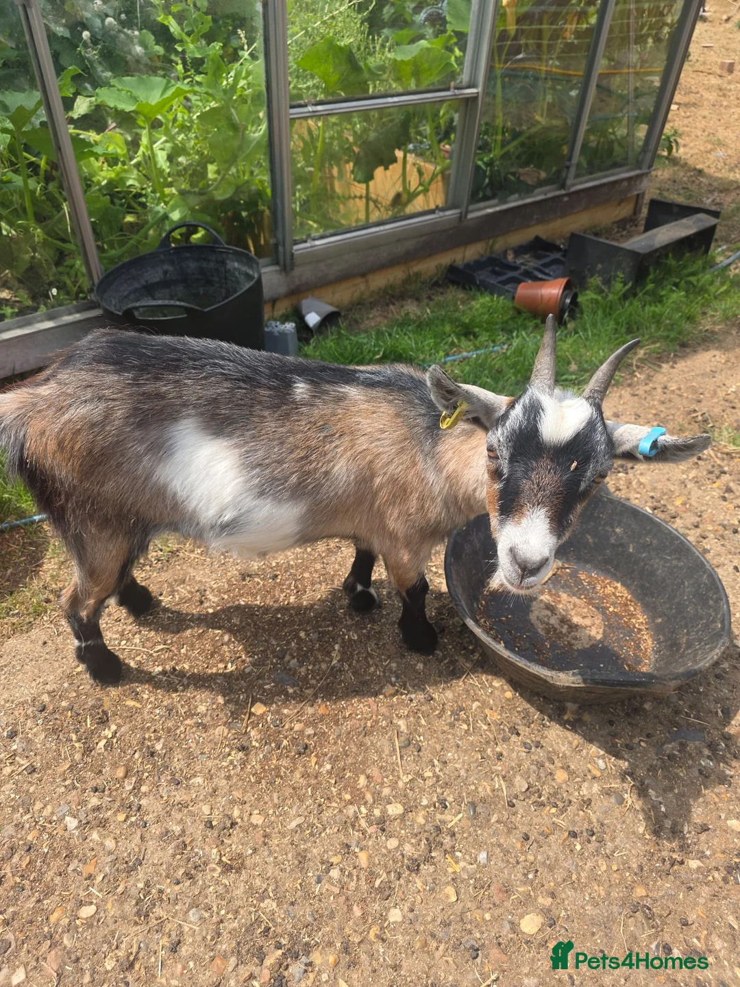 Goats livestock for sale: 2x pygmy goats - Advert 1