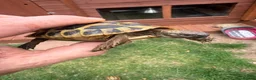Hermann Tortoise reptiles for sale: 3 year old Hermann’s Tortoises in Birmingham - Advert 8