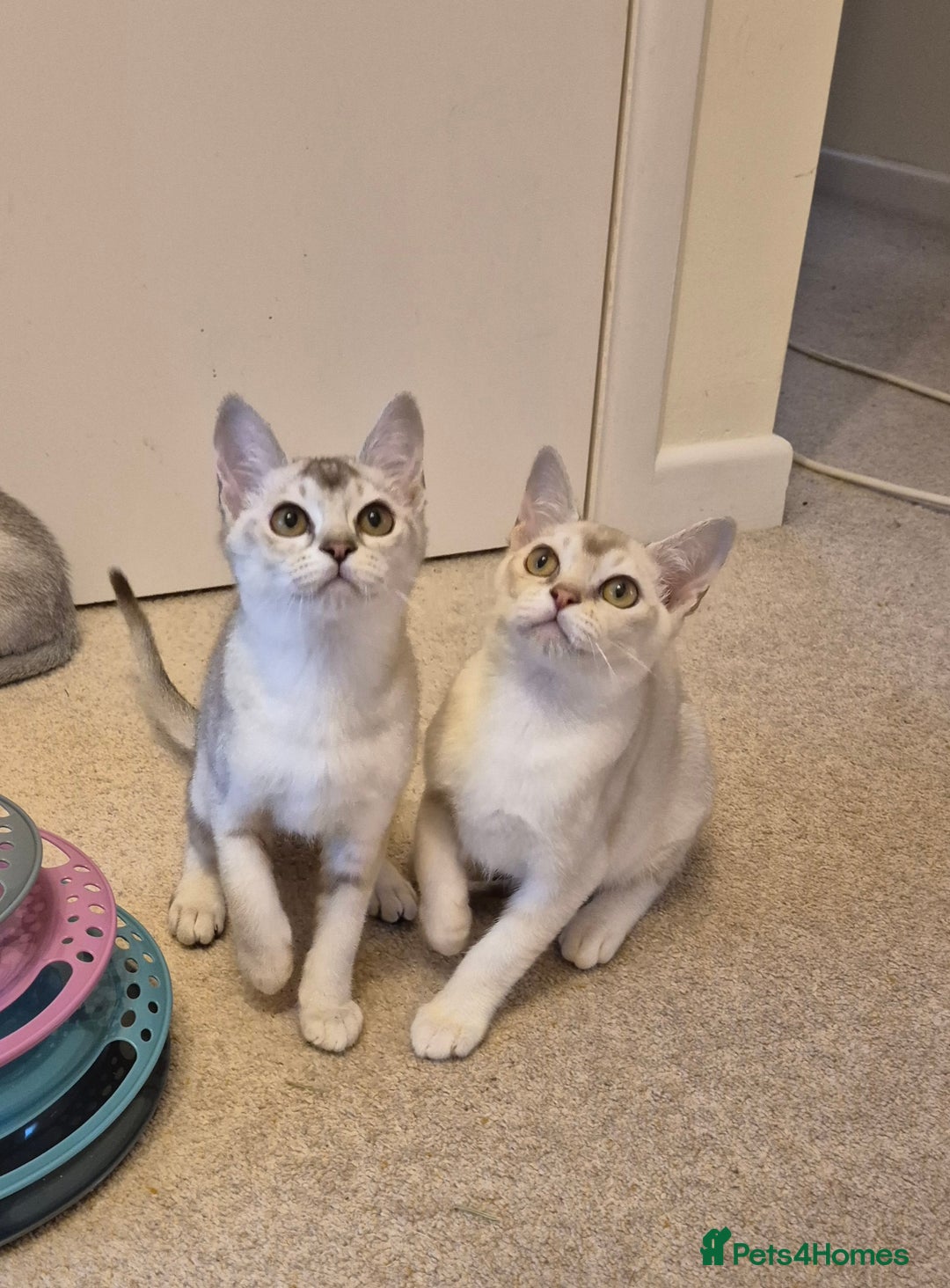 Burmilla cats for sale: Pedigree Burmilla Kittens - Advert 1