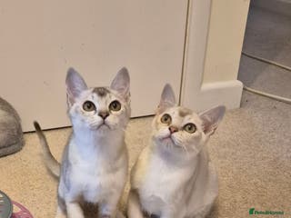 Burmilla cats Pedigree Burmilla Kittens - Advert 2