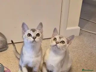 Burmilla cats Pedigree Burmilla Kittens - Advert 7
