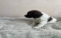 Mixed Breed dogs for sale: Australian Goldendoodles stunning litter  - Image 14