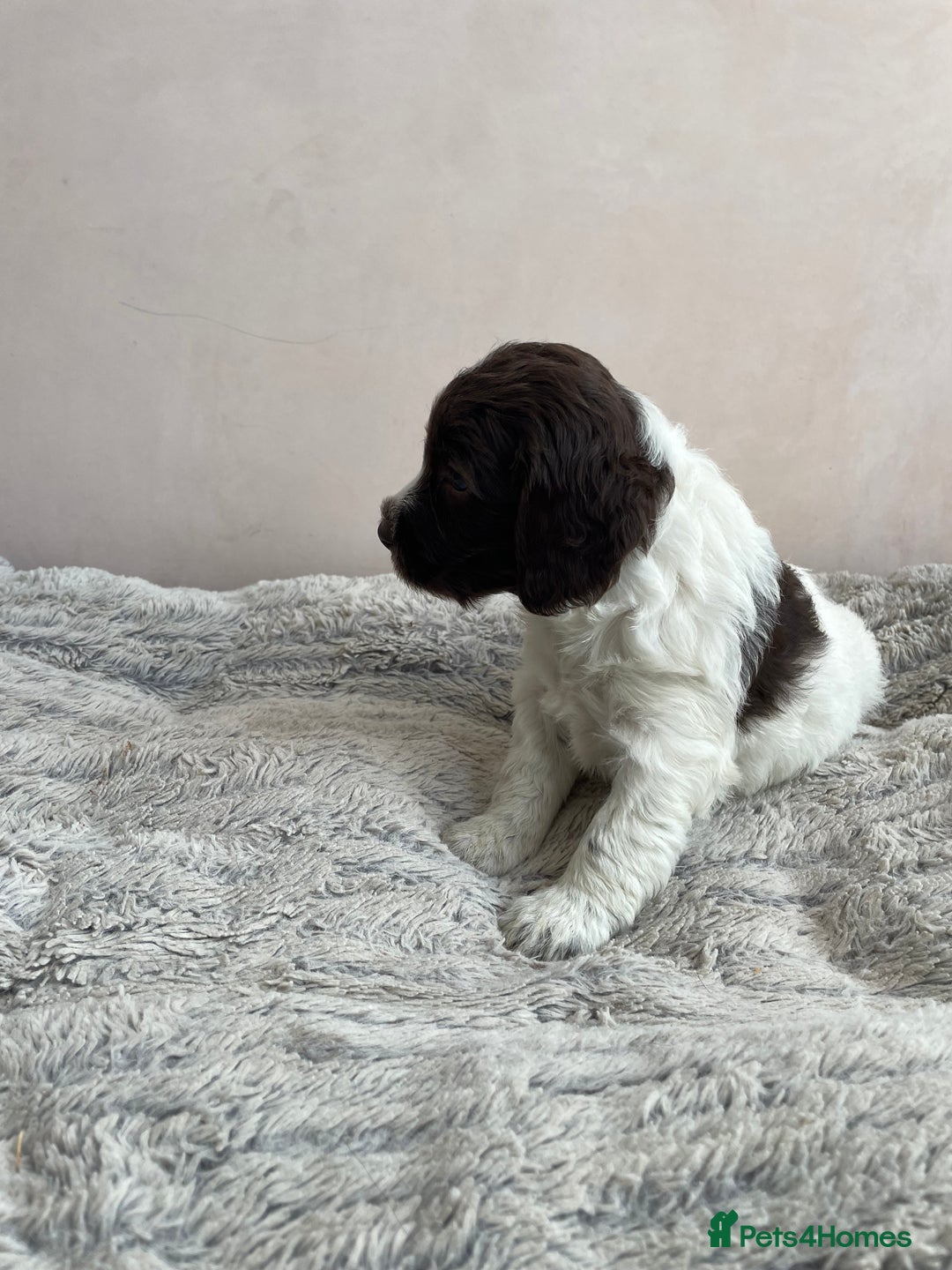 Mixed Breed dogs for sale: Australian Goldendoodles stunning litter  - Image 14