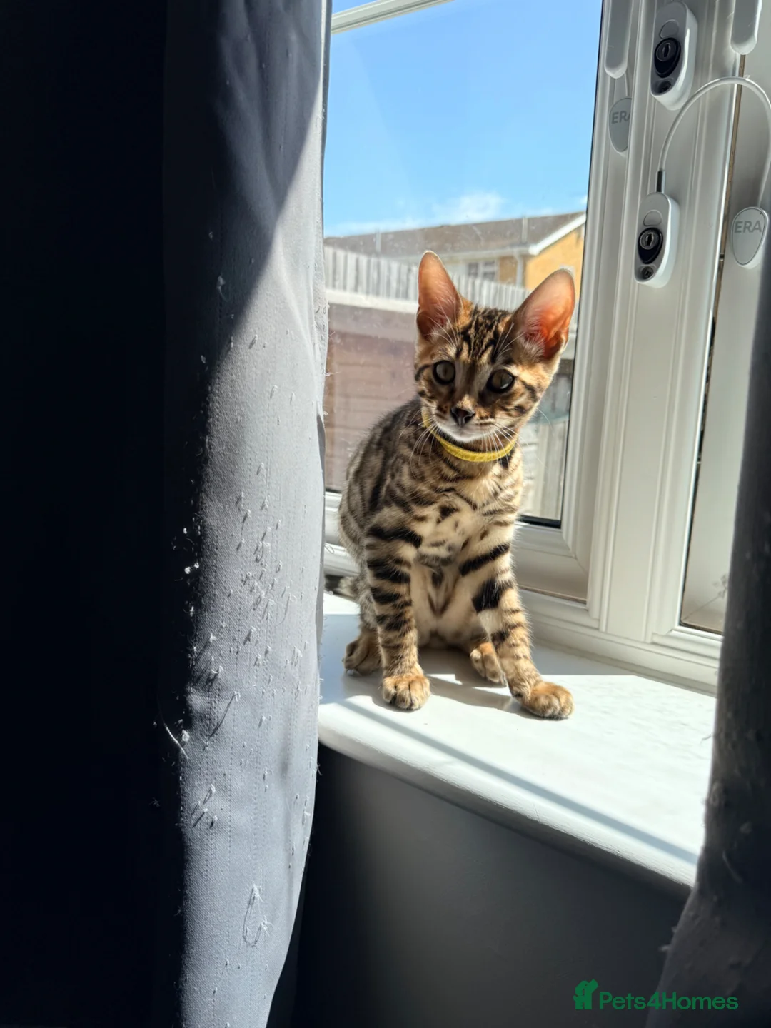 Bengal cats for sale: Stunning Bengal 3 Boys left - Advert 2