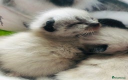 Ragdoll cats for sale: Ragdoll kittens  - Advert 19