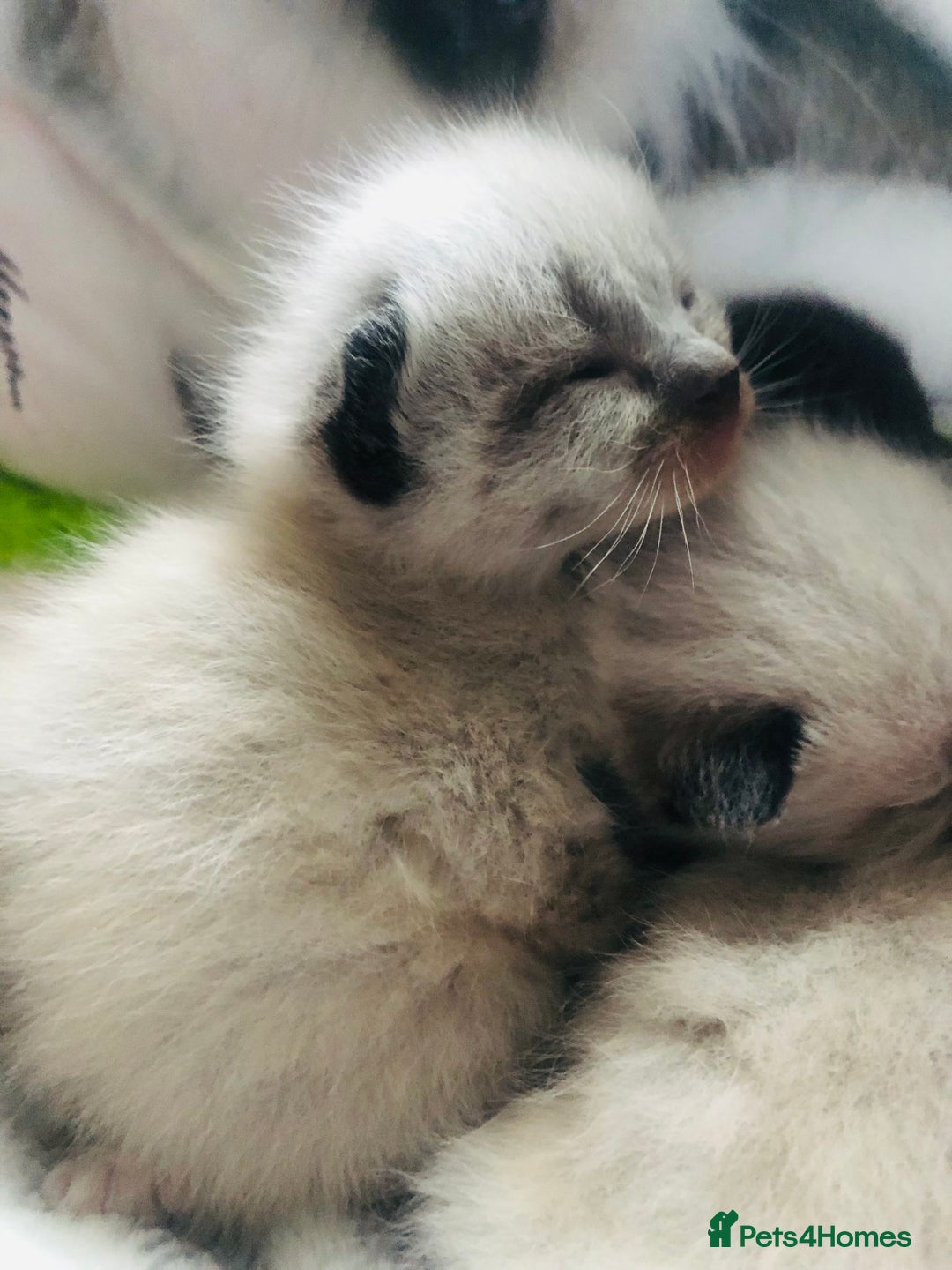 Ragdoll cats for sale: Ragdoll kittens  - Advert 19