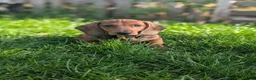 Dachshund dogs for sale: Champion Bloodline Standard Dachshund - Advert 15