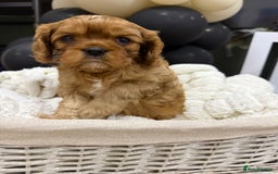 Cavalier King Charles Spaniel dogs for sale: ONE RUBY BOY LEFT Cavalier King Charles  - Image 9