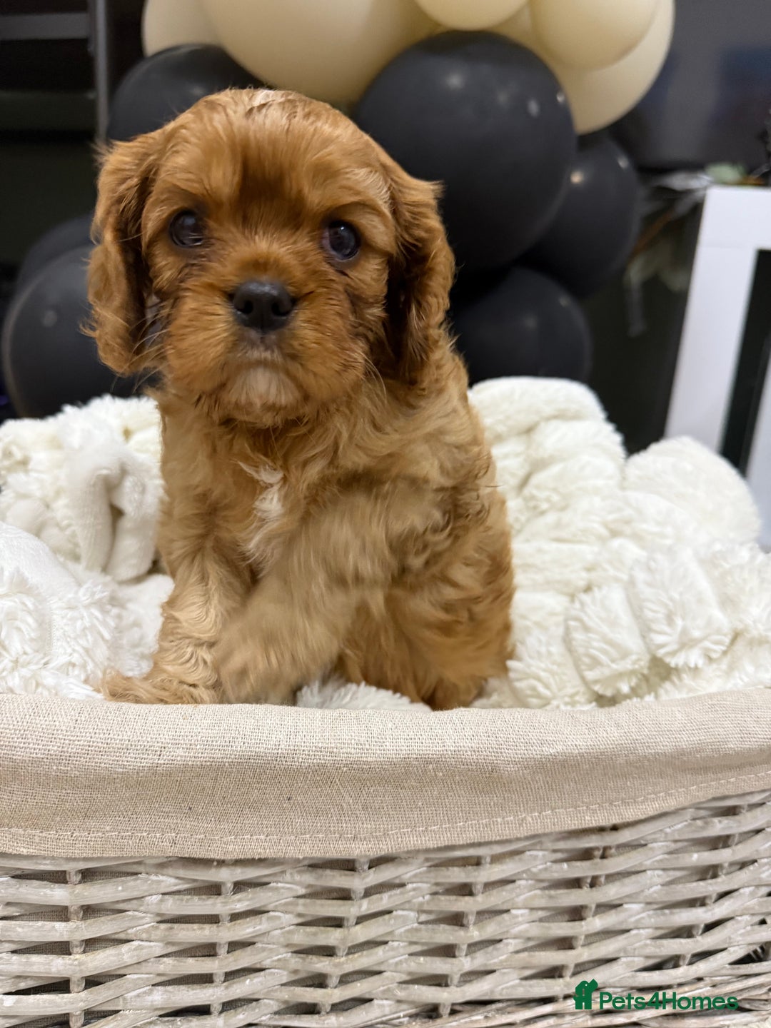 Cavalier King Charles Spaniel dogs for sale: ONE RUBY BOY LEFT Cavalier King Charles  - Image 9