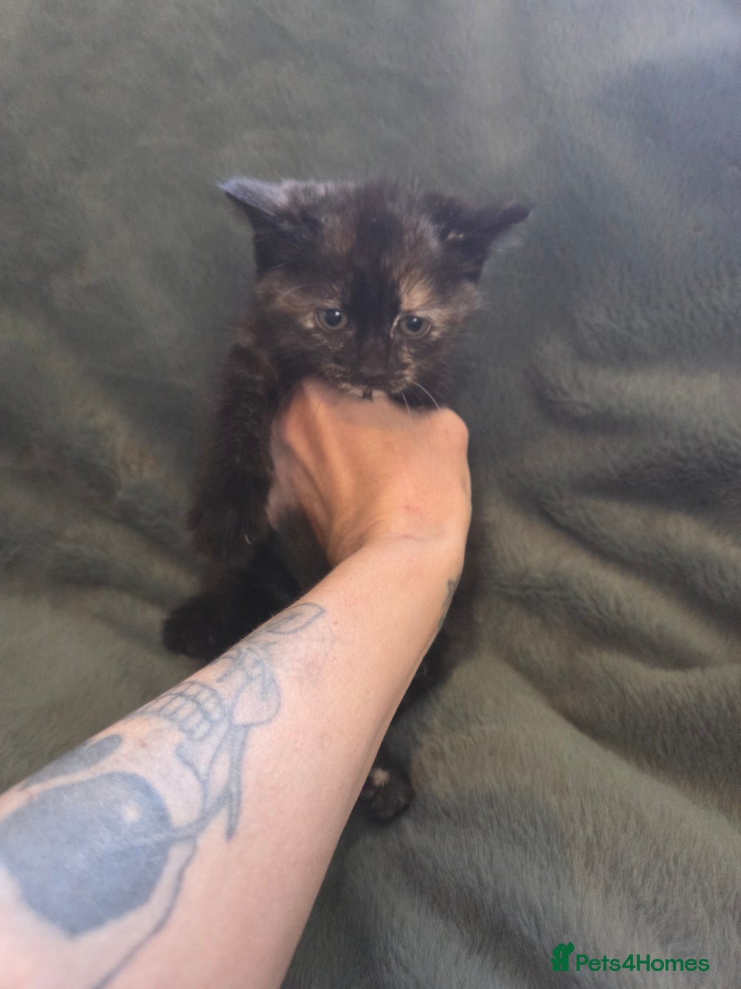 Mixed Breed cats for sale: 3 kittens ready for forever homes - Advert 9