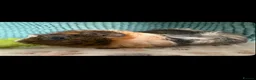Guinea Pig rodents for sale: Mixed guinea pigs  in Sunderland - Advert 7