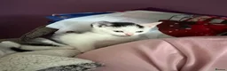 Mixed Breed cats for sale: 3 kittens looking for their forever home - Advert 11