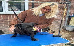 Mixed Breed dogs for adoption: Blossy - Norwich Norfolk  - Image 10