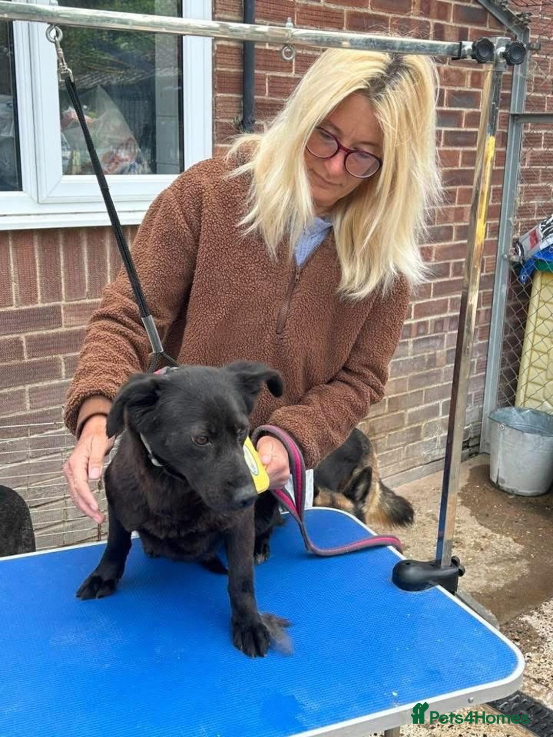 Mixed Breed dogs for adoption: Blossy - Norwich Norfolk  - Image 10