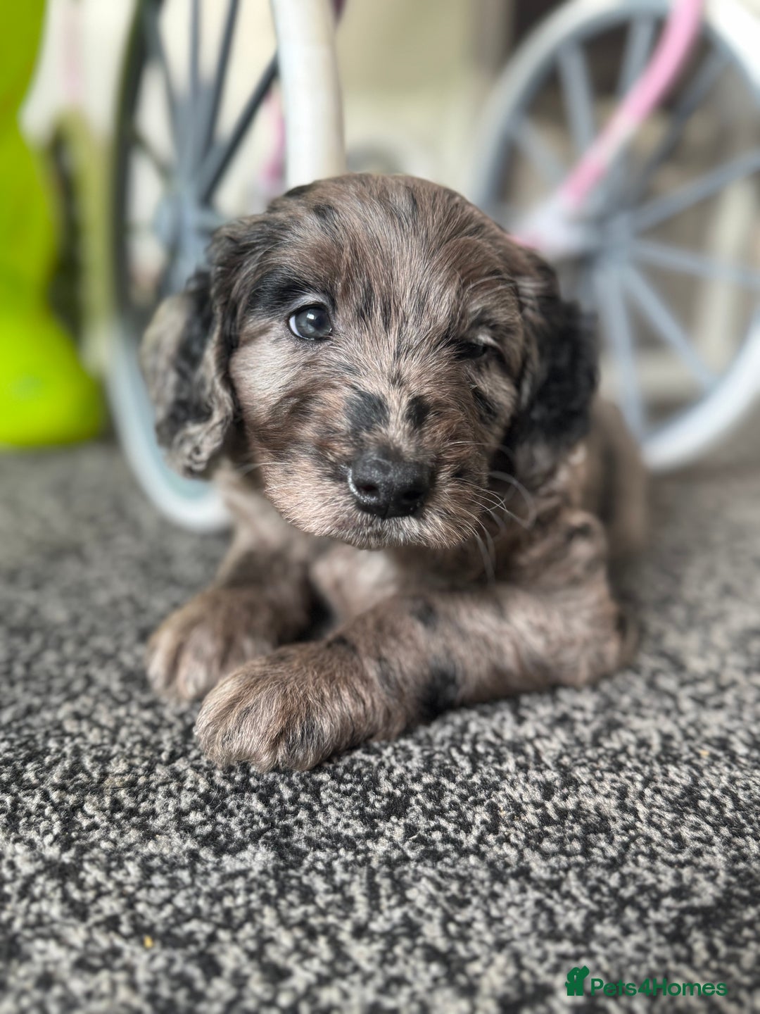 Labradoodle dogs for sale: Remaining boy Adorable Miniature Labradoodles left - Advert 3